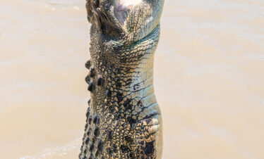 Spectacular Jumping Crocodile Cruise