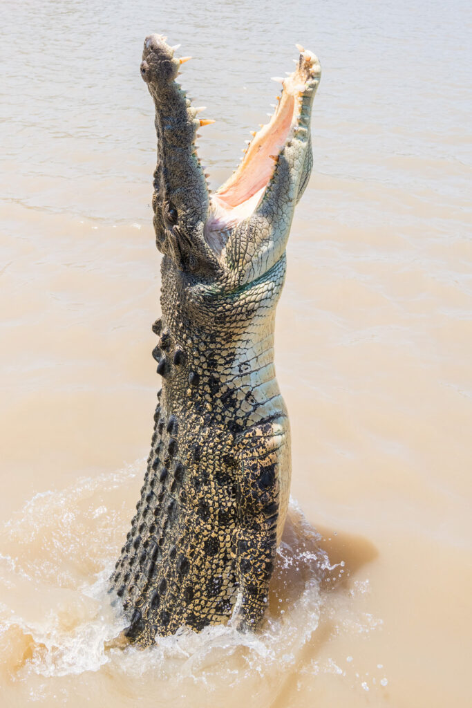 Spectacular Jumping Crocodile Cruise