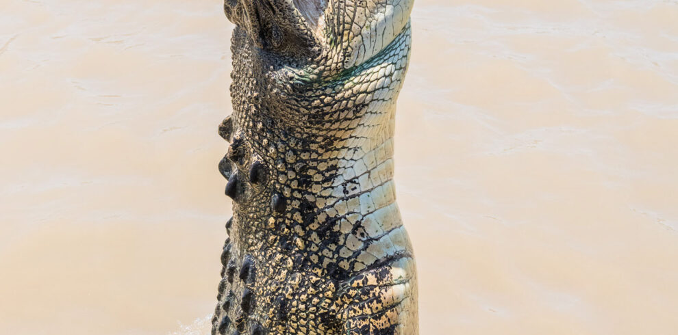 Spectacular Jumping Crocodile Cruise